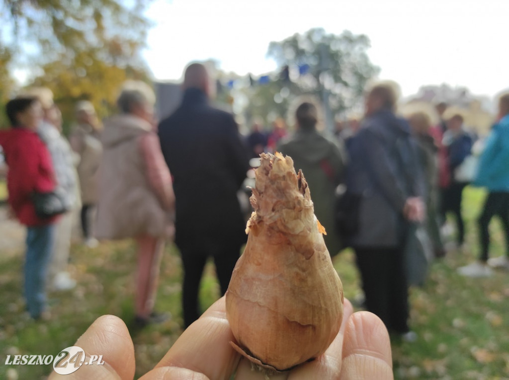 Sadzenie żonkili na Polu Nadziei