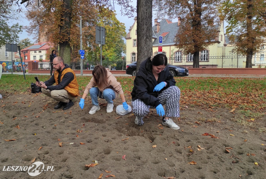 Sadzenie żonkili na Polu Nadziei
