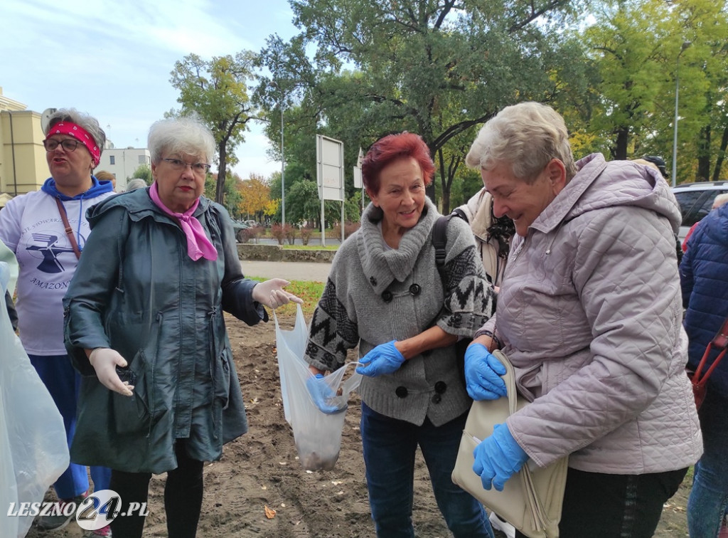 Sadzenie żonkili na Polu Nadziei