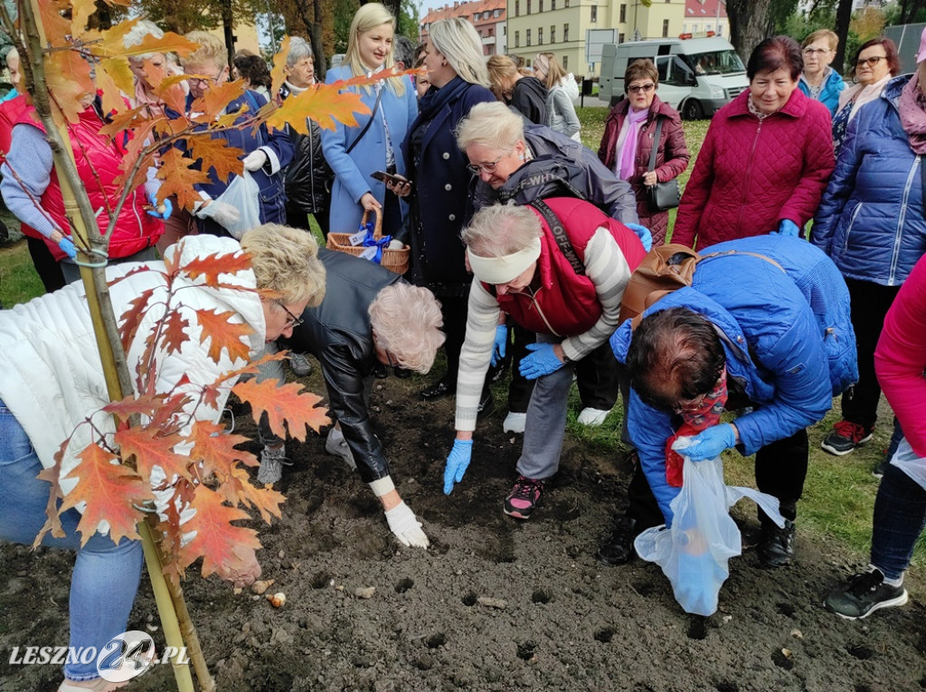 Sadzenie żonkili na Polu Nadziei