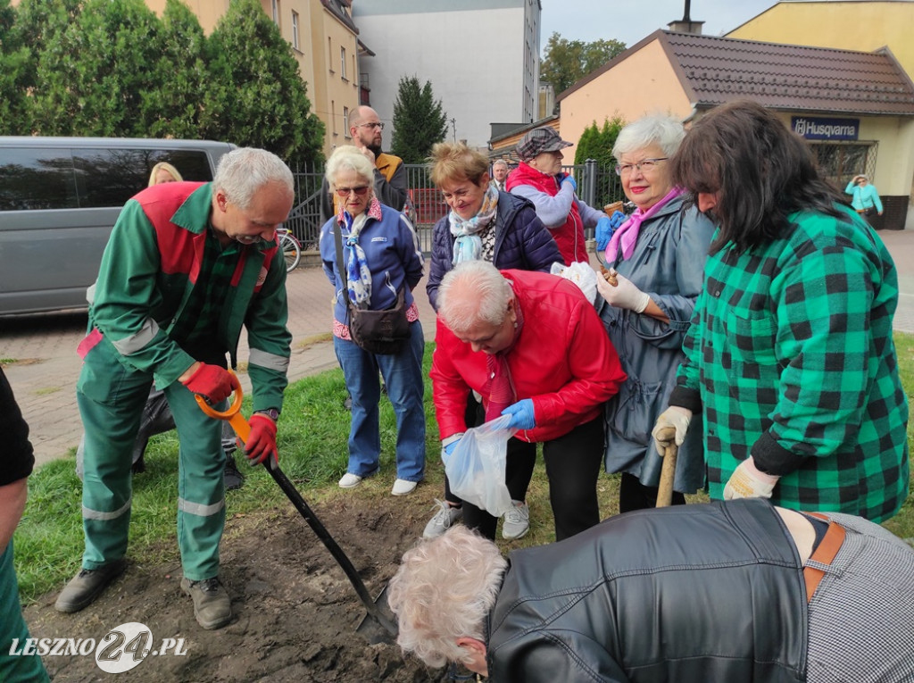 Sadzenie żonkili na Polu Nadziei