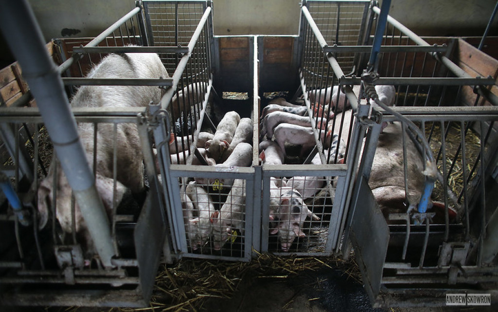 Fermy przemysłowe zwierząt