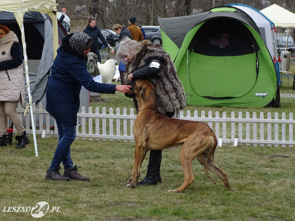 Wystawa Psów Rasowych Duo Prestige Cup Rydzyna 2023