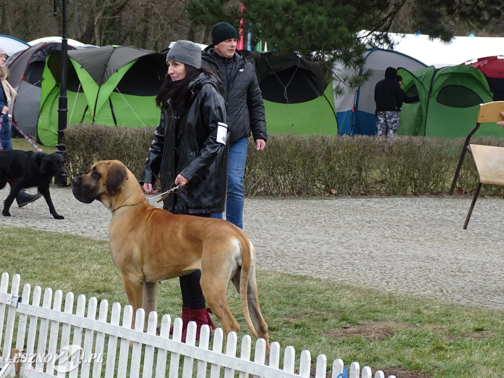 Wystawa Psów Rasowych Duo Prestige Cup Rydzyna 2023