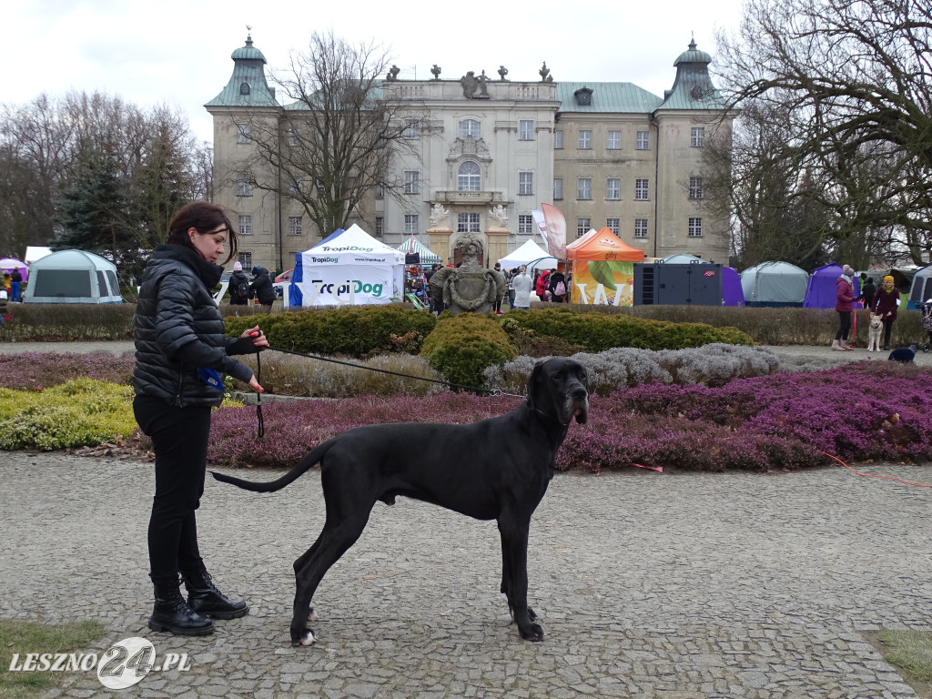 Wystawa Psów Rasowych Duo Prestige Cup Rydzyna 2023