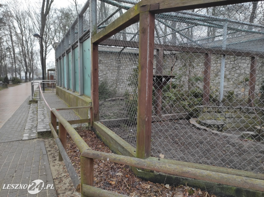 Rozbita szyba na wybiegu szopów