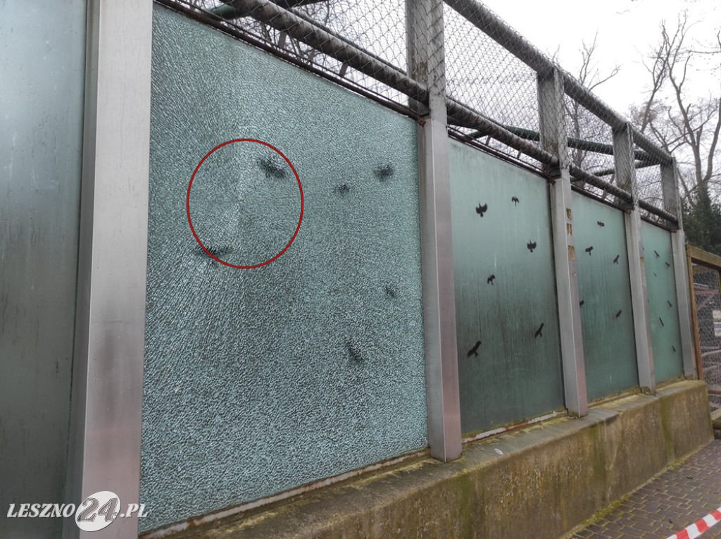 Rozbita szyba na wybiegu szopów