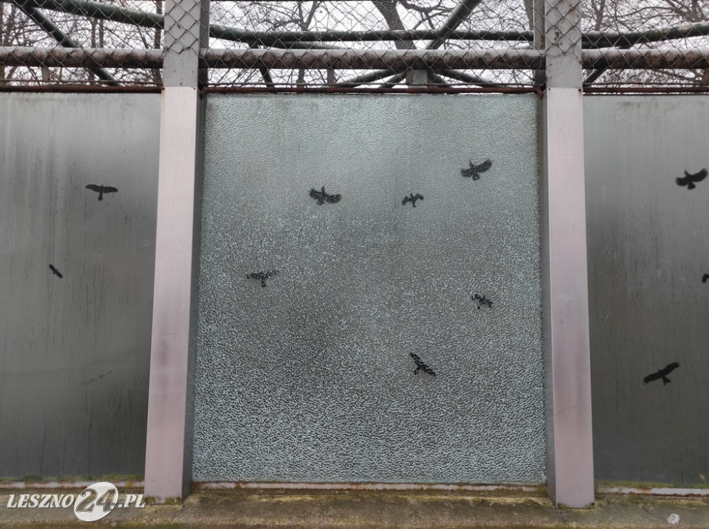 Rozbita szyba na wybiegu szopów