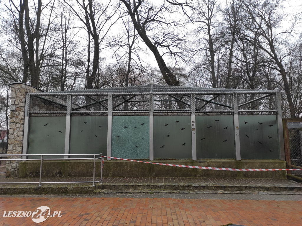 Rozbita szyba na wybiegu szopów