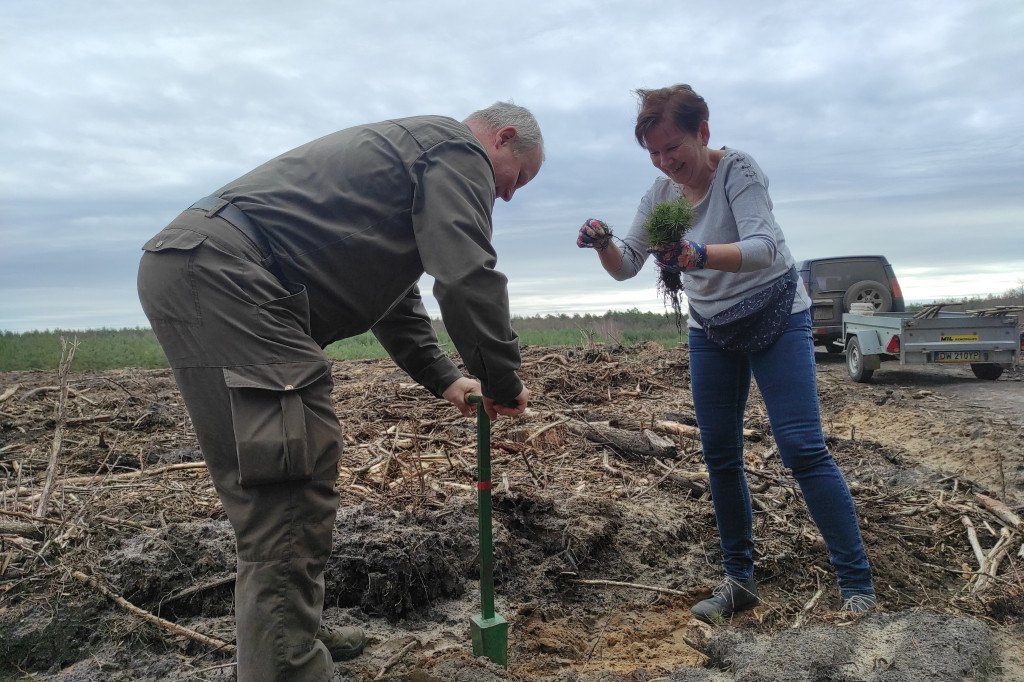 Wiosenne sadzenie lasu