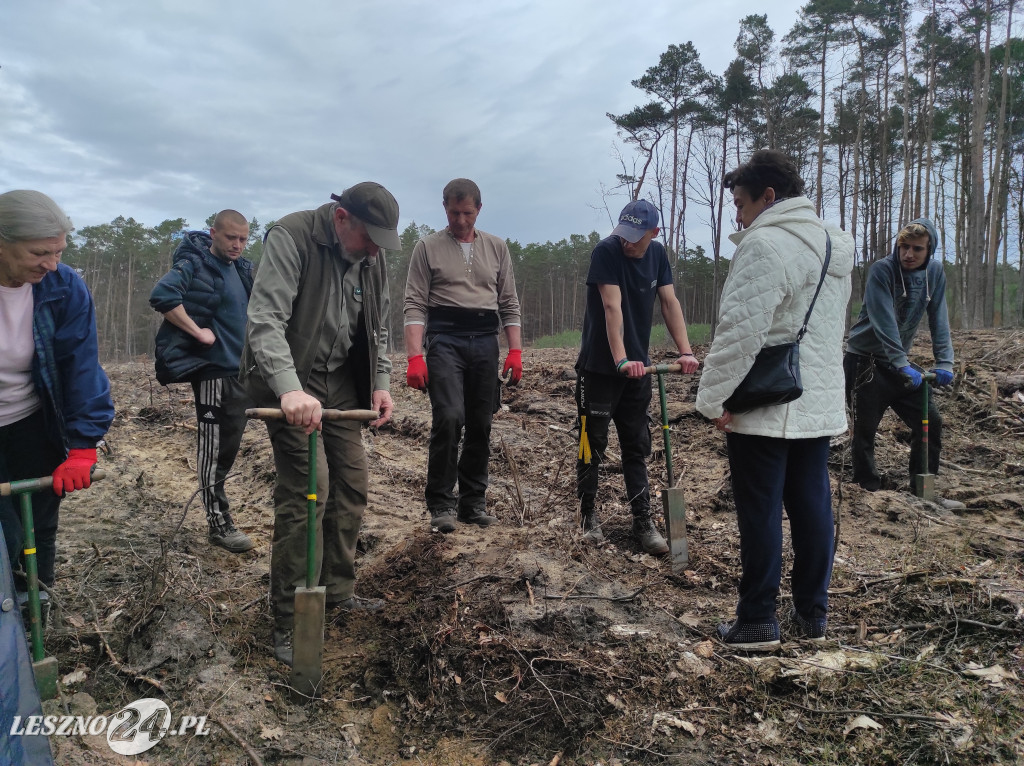 Wiosenne sadzenie lasu