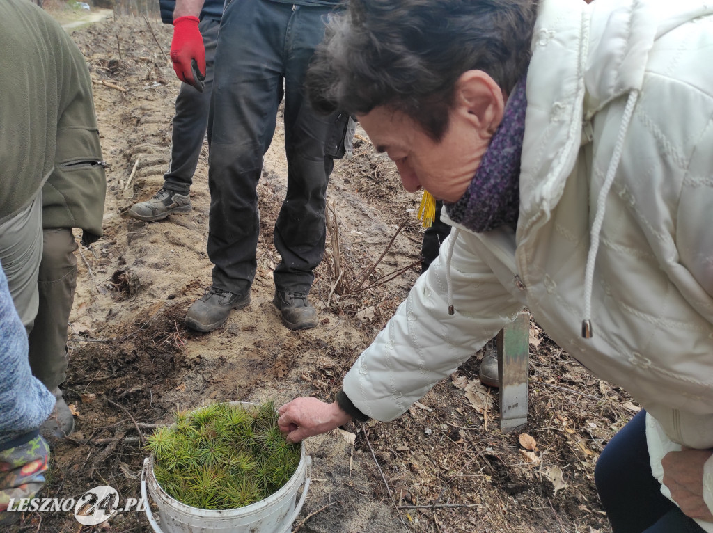 Wiosenne sadzenie lasu