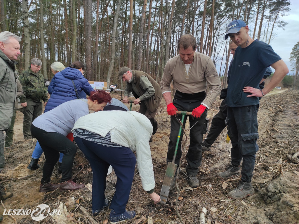 Wiosenne sadzenie lasu