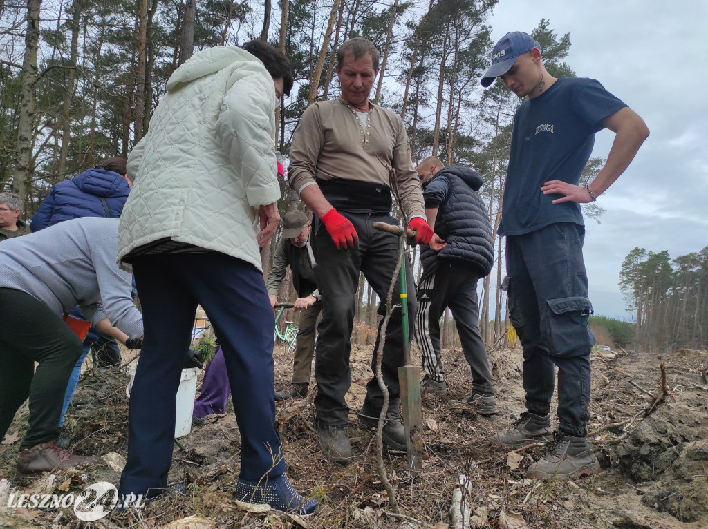 Wiosenne sadzenie lasu