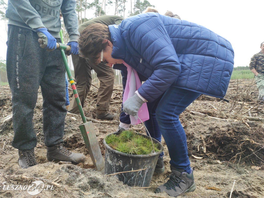 Wiosenne sadzenie lasu