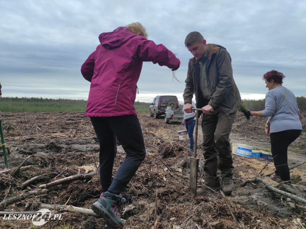 Wiosenne sadzenie lasu