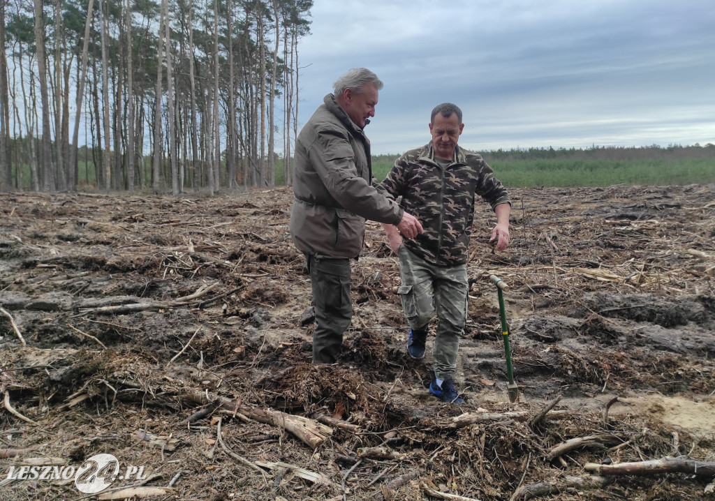 Wiosenne sadzenie lasu