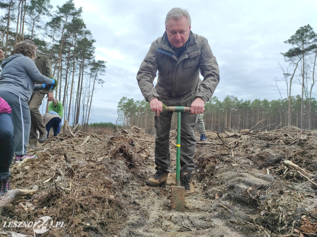 Wiosenne sadzenie lasu
