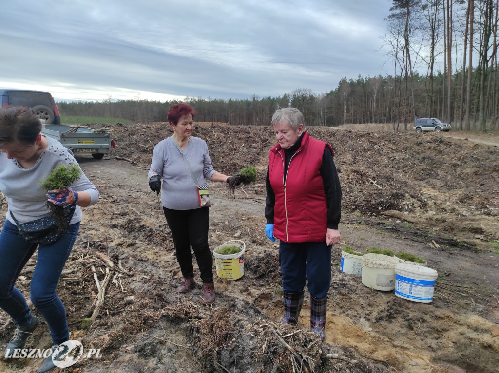 Wiosenne sadzenie lasu