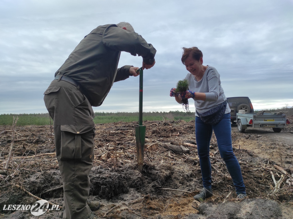 Wiosenne sadzenie lasu