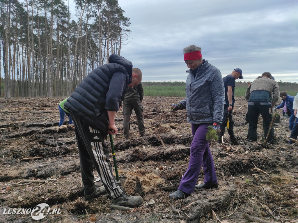 Wiosenne sadzenie lasu
