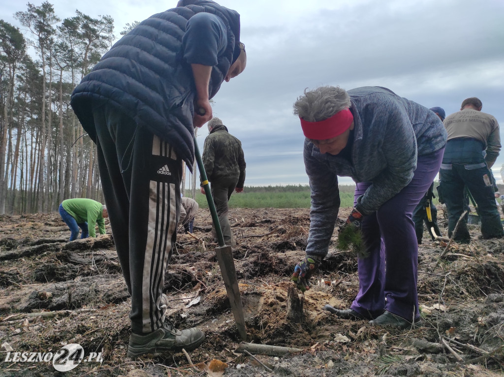 Wiosenne sadzenie lasu