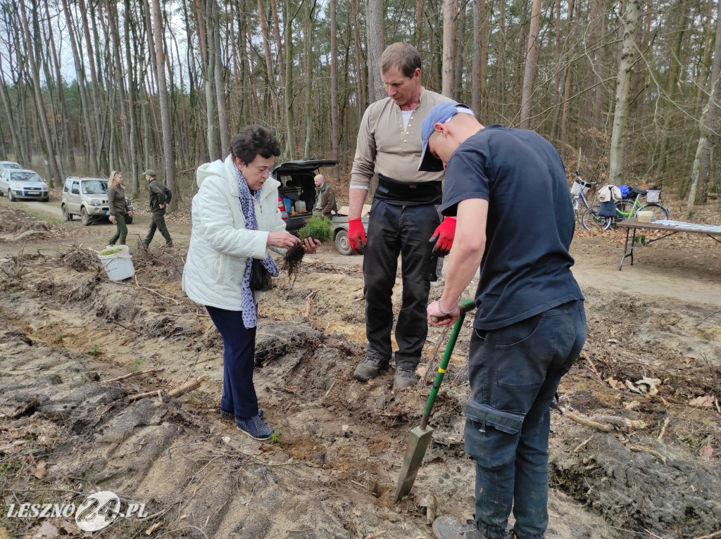 Wiosenne sadzenie lasu