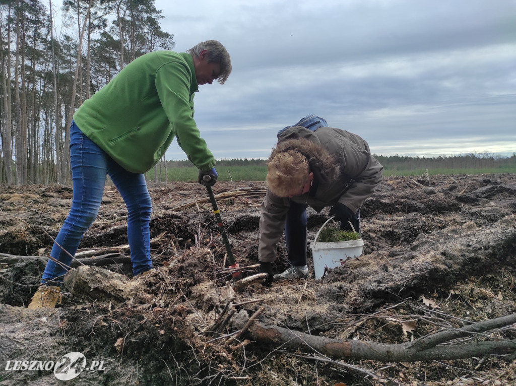 Wiosenne sadzenie lasu