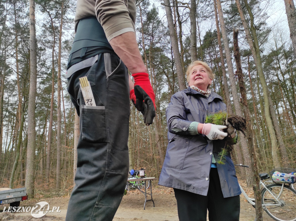 Wiosenne sadzenie lasu