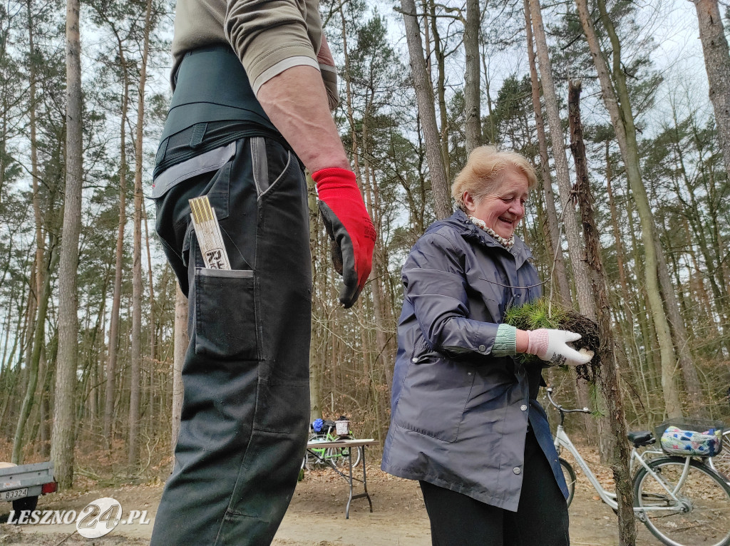 Wiosenne sadzenie lasu