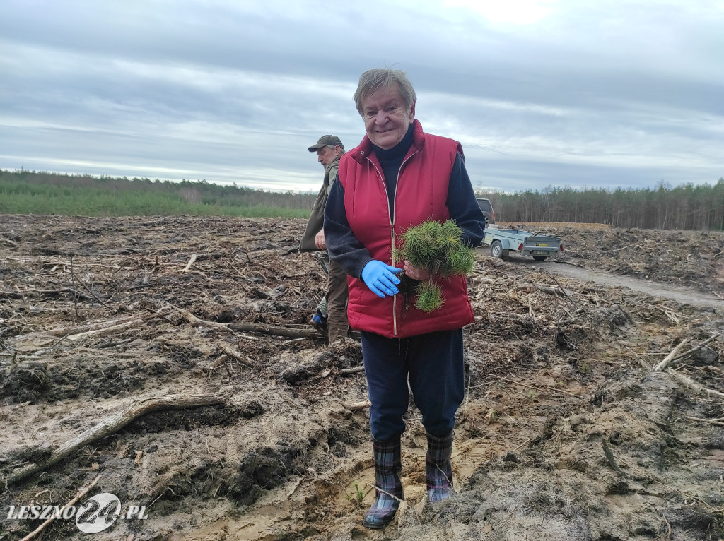 Wiosenne sadzenie lasu