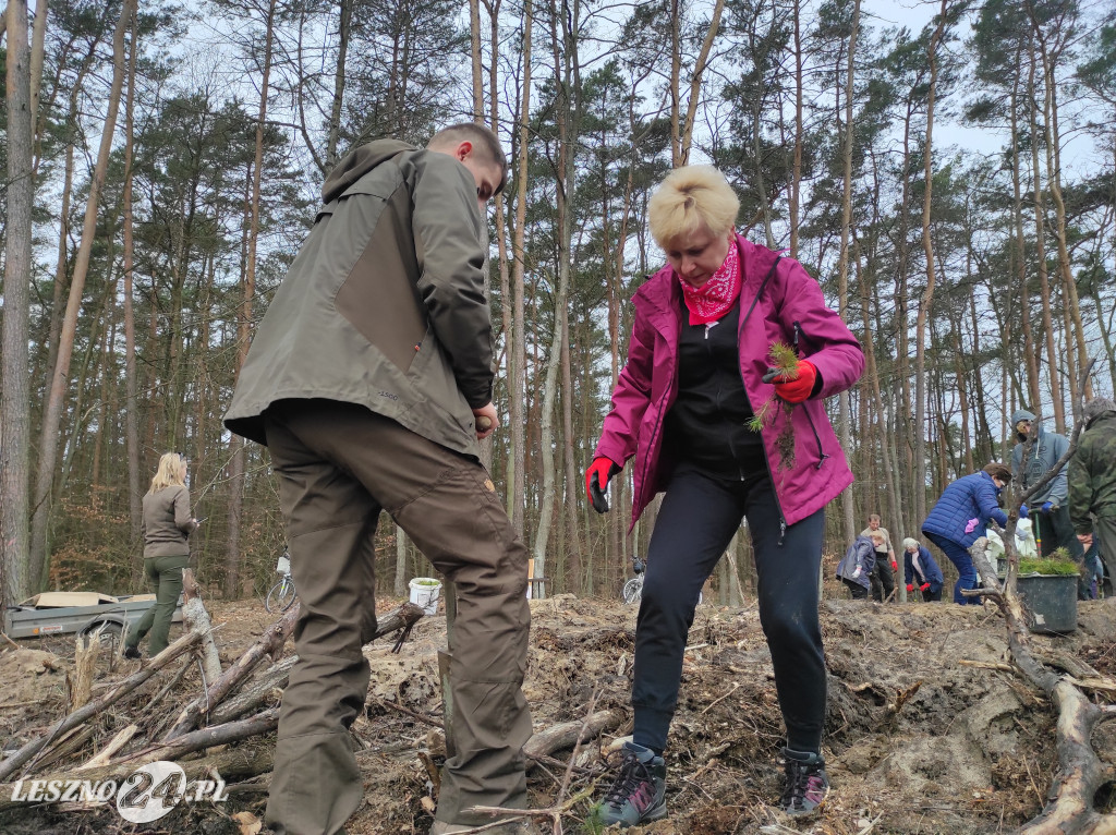 Wiosenne sadzenie lasu