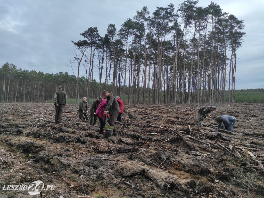 Wiosenne sadzenie lasu