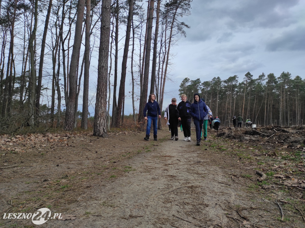 Wiosenne sadzenie lasu