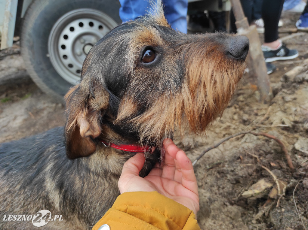 Wiosenne sadzenie lasu