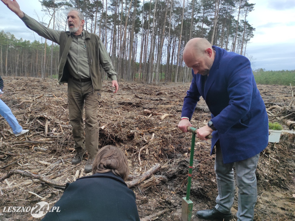 Wiosenne sadzenie lasu