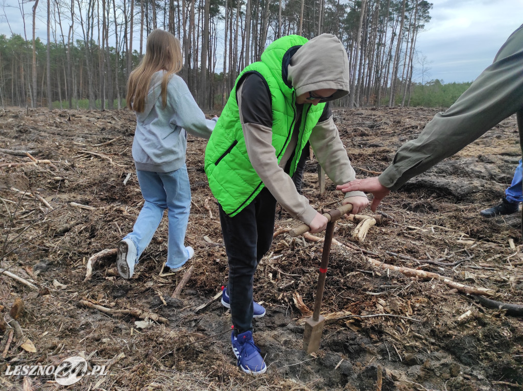 Wiosenne sadzenie lasu