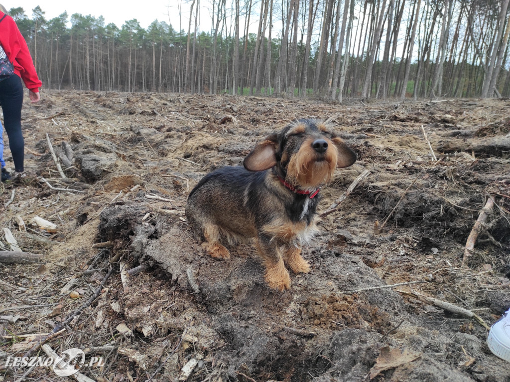 Wiosenne sadzenie lasu