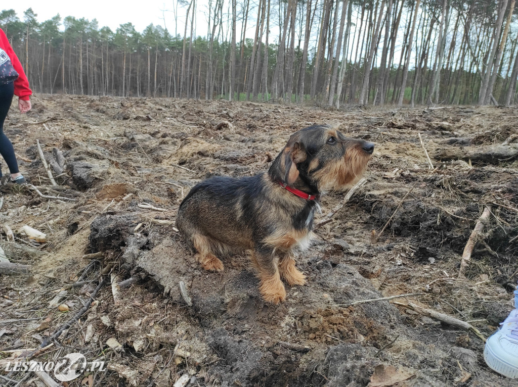 Wiosenne sadzenie lasu