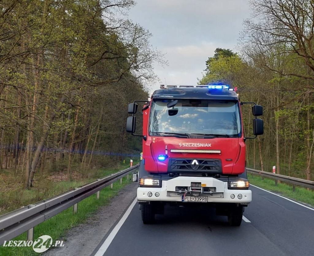 Zderzenie samochodu z leśną zwierzyną