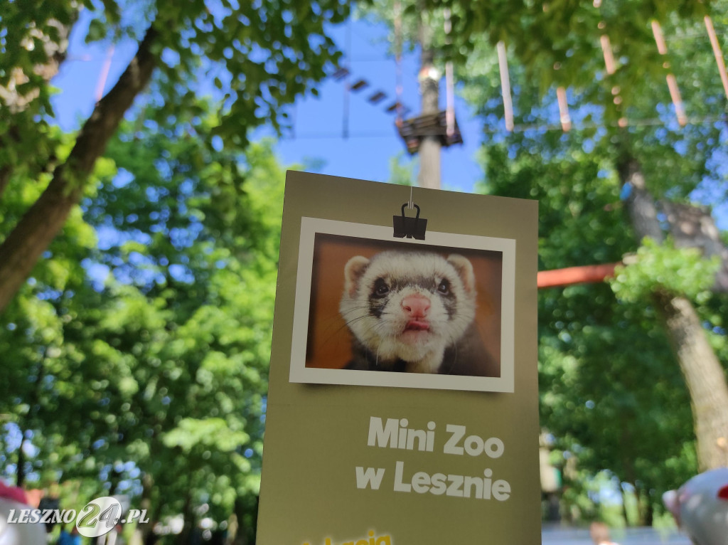 Dzień Dziecka w Parku Linowym