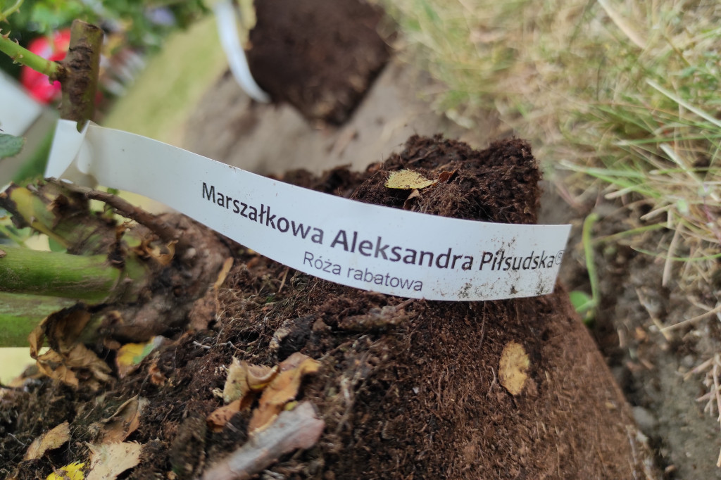 Skwer, tablica i róże dla A. Piłsudskiej