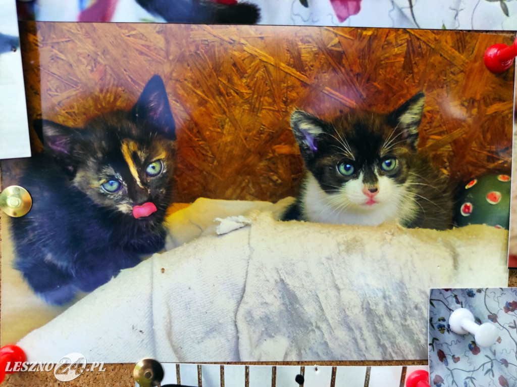 Festyn Boszkowskich Kotów i Psów