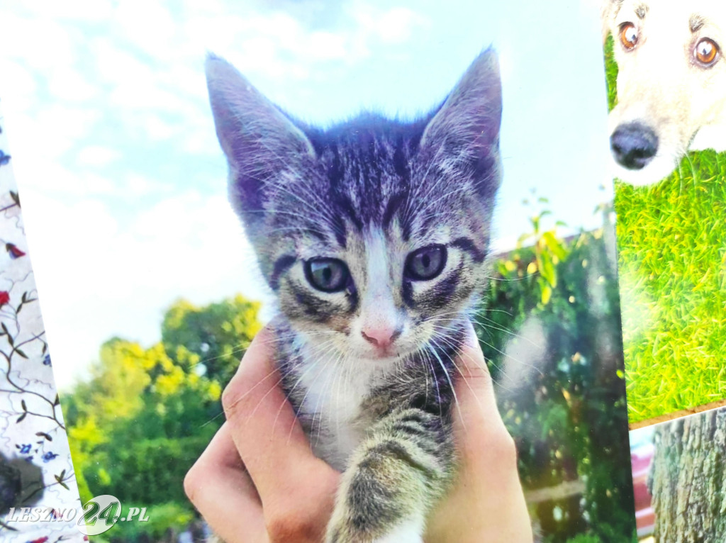 Festyn Boszkowskich Kotów i Psów