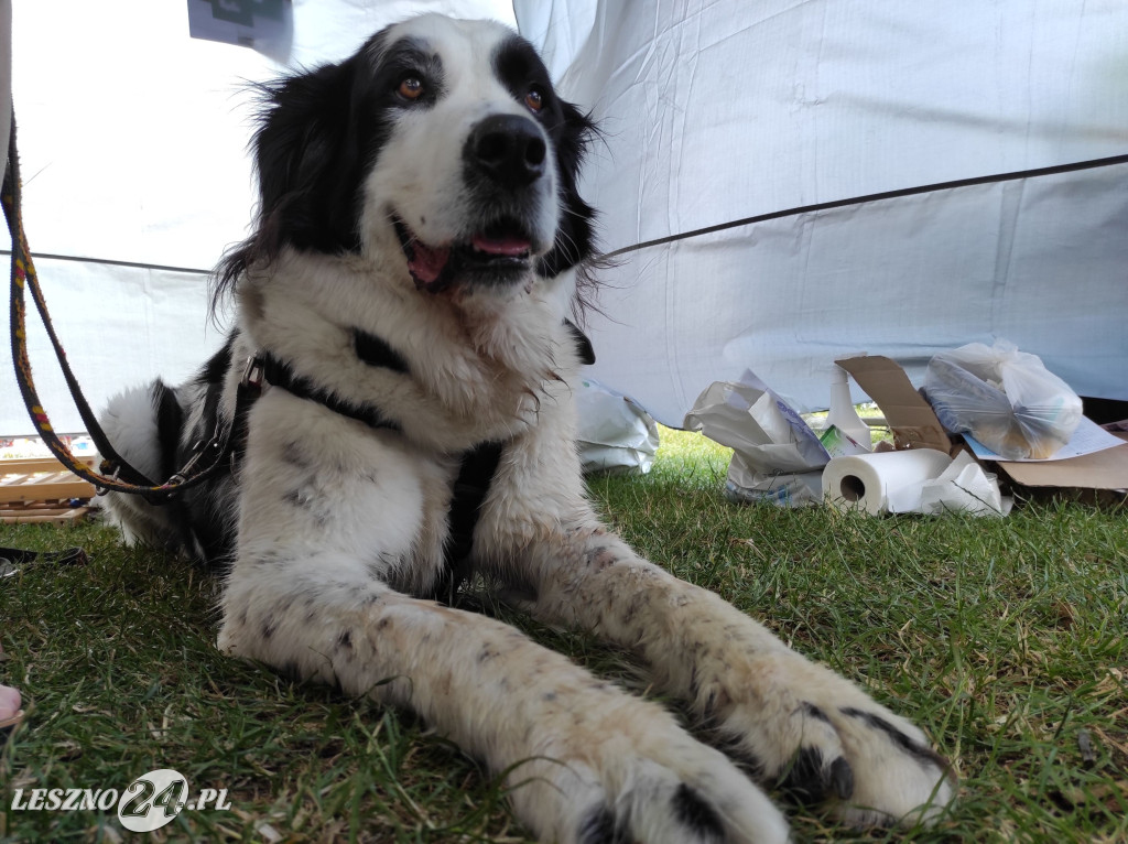 Festyn Boszkowskich Kotów i Psów