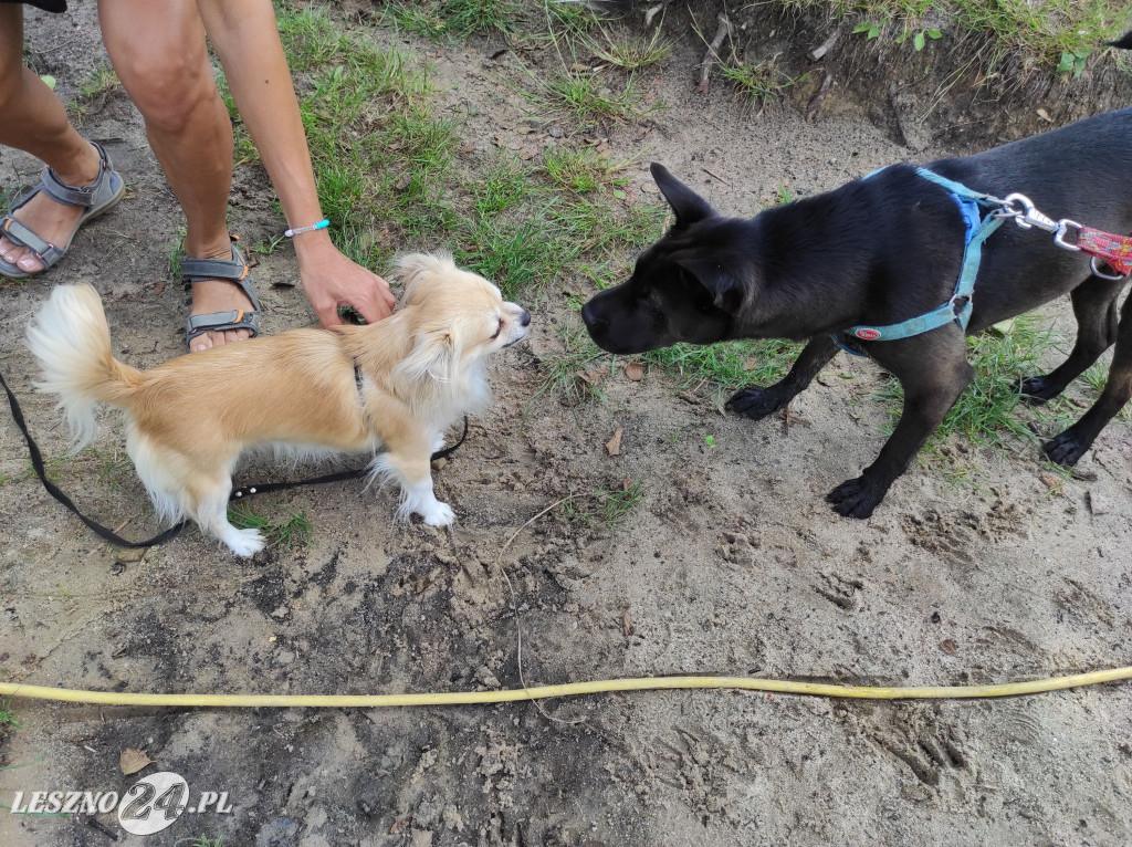 Festyn Boszkowskich Kotów i Psów