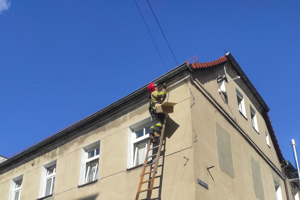 Strażacy ratowali ptaszka