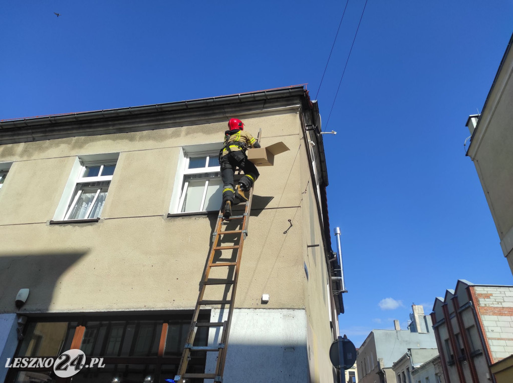 Strażacy ratowali ptaszka