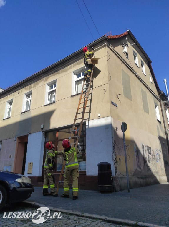 Strażacy ratowali ptaszka