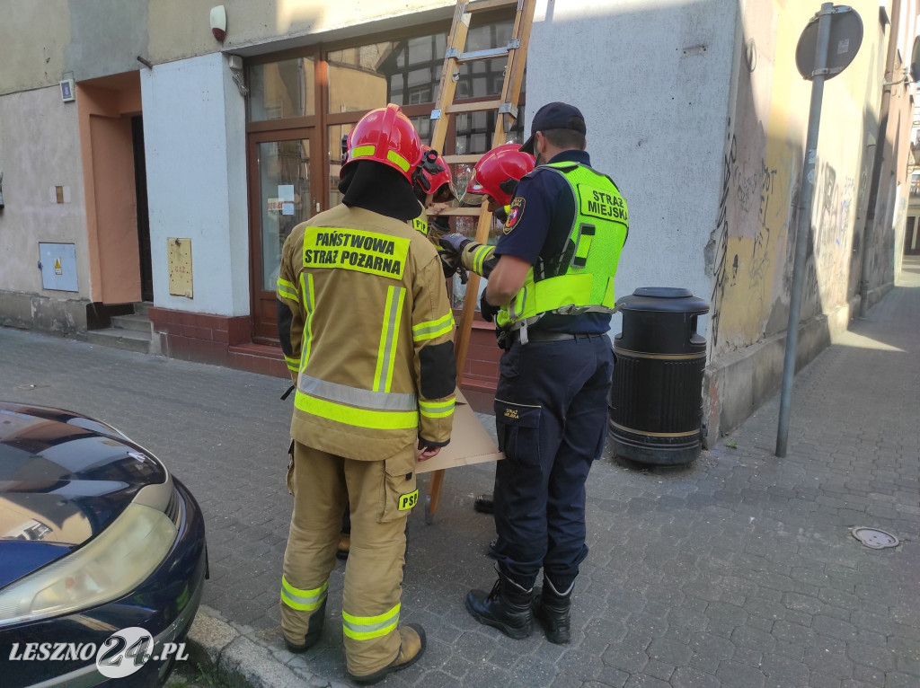 Strażacy ratowali ptaszka